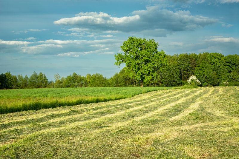 Acreage Clearing
